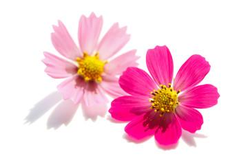 cosmos flower