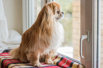 Little red tibetan spaniel dog sit on a window and waiting his owner, pets concept 