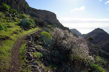 Wall Mural - Mountain trail