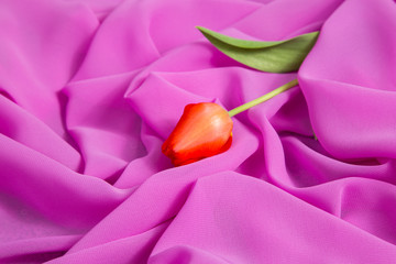 Wall Mural - red tulip on a background of pink soft thin fabric lined with waves and folds