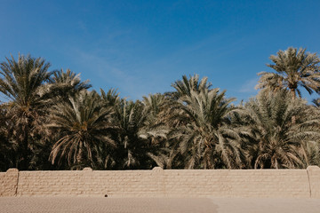 Wall Mural - View of the unesco enlisted oasis in Al Ain, UAE