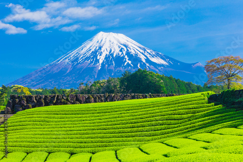 Dekoracja na wymiar  gora-fuji-i-plantacja-herbaty