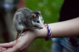 Fototapeta Mapy - rat on the hand