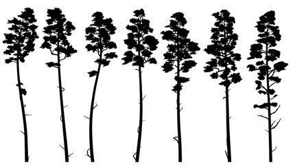 Wall Mural - Silhouettes of tall pine trees with bare trunk (cedar).