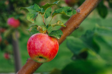 Wall Mural - Branch of red apples.