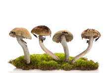 Fresh Magic Mushrooms On Moss  Isolated Over White Background.
