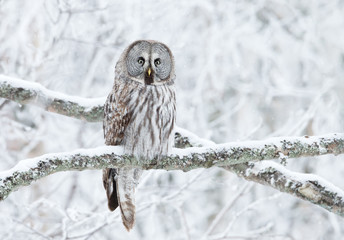 great grey owl perched in a tree in winter