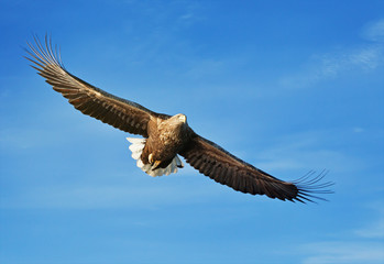  Close-up of a White-tailed sea Eagle in flight