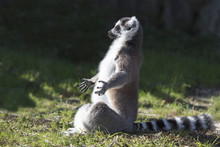 A Lemur Sitting In A Lotus Position Meditating.