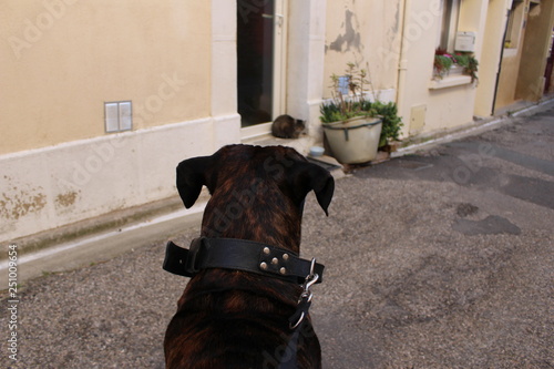 Chien Qui Guette Un Chat Cane Corso Buy This Stock Photo