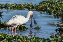 Wading African Spoonbill
