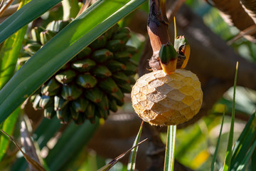 Pandanus utilis or screwpine plant with fruits growing in garde, origin Madagascar