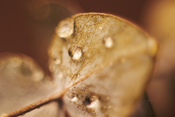 macro leaf