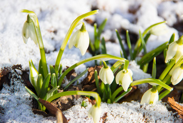 Nature concept-beautiful spring landscape with flowers under snow. Snowdrop in full bloom get out from snow. Snowdrop flower is spring symbols.  First flowers in spring.  New life. Spring  background.