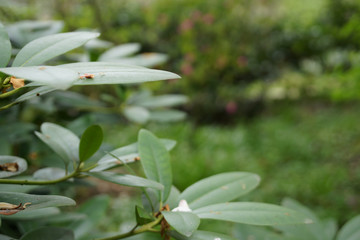 leaf growing plant botanical garden