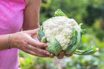 Woman holding a freshly harvested cauliflower in organic farm