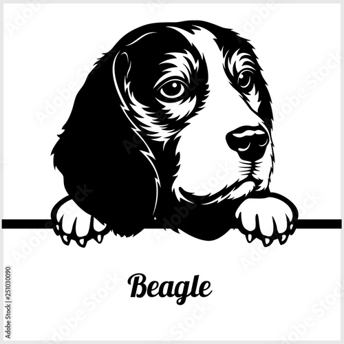 Beagle Peeking Dogs Breed Face Head Isolated On White Buy This Stock Vector And Explore Similar Vectors At Adobe Stock Adobe Stock