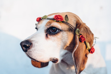 Wall Mural - Cute beagle dog with flower headband