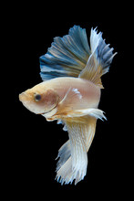 Portrait Of A Betta Fish