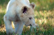 White Lion Cub, South Africa