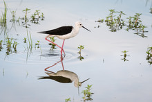 Black-winged Stilt Wading Through The Water With Perfect Reflection