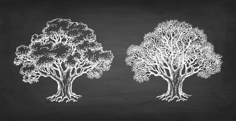 Wall Mural - chalk sketch of two oaks.