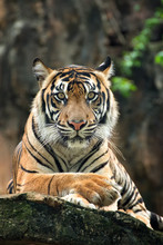 Portrait Of Bengal Tiger