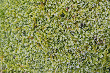 Canvas Print - moss under hoar frost macro