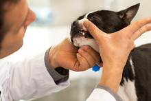 Close Up Cropped Shot Of A Boston Terrier Canine Having His Teeth Examined By A Professional Veterinarian. Professional Vet Checking Teeth Of A Puppy Working At His Clinic
