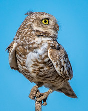 Burrowing Owls Of The Plains In Washington State Near Othello