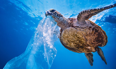 Plastic in Sea Water, turtle eating bag thinking that is a jellyfish, environmental pollution problem