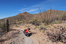 Woman Photographing Desert Wildflowers On The King Canyon Trail In The Tucson Mountains Area Of Saguaro National Park, Arizona.