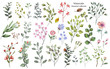 Watercolor Botanical collection. Large set: twigs, herbs, leaves, flowers. Wild and garden plants.