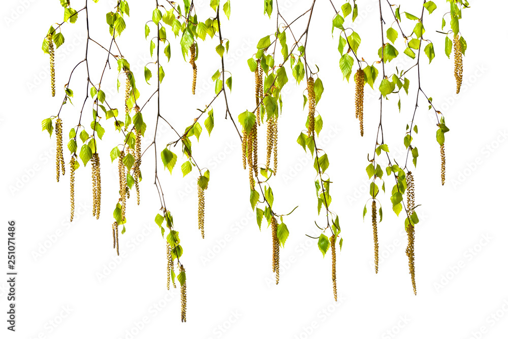 Birch twigs with catkins on a white background - obrazy, fototapety, plakaty 