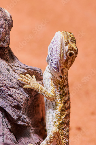 Young Male Bearded Dragon Bartagame Hanging On A Branch In Its Terrarium Vertical Macro Photo Stock Photo Adobe Stock