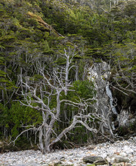 Canvas Print - Trees on a Beach Staten island Argentina