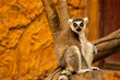 lemur observando a la cámara