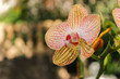 orquidea japonesa
