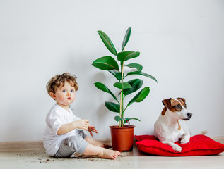 Wall Mural - Little baby boy with plant and dog sitting on a floor