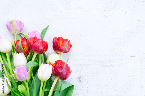 Fresh tulips flowers