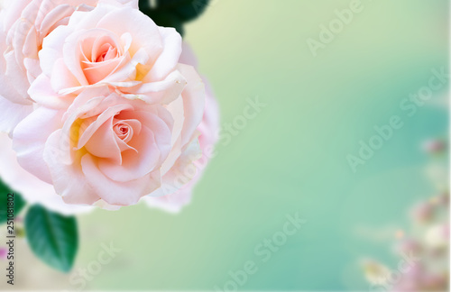 Pink blooming roses
