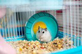 Fototapeta  - funny white hamster in a cage in a turquoise bright wheel, sawdust on the floor
