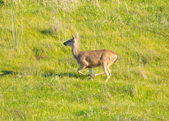Wall Mural - Young black-tailed deer (fawn) caught in midflight while jumping on a hillside in North California