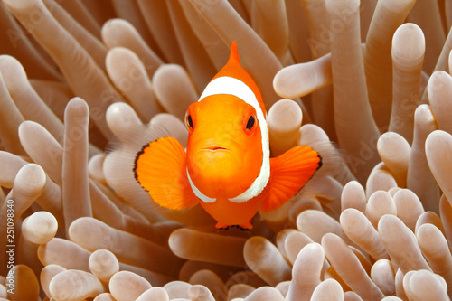Fotomural Clown Anemonefish, Amphiprion percula