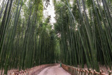 Fototapeta Dziecięca - Simnidaebat bamboo forest path
