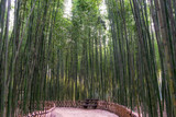 Fototapeta Dziecięca - Simnidaebat bamboo forest bench