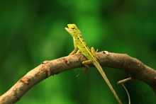 Green Lizard On A Tree