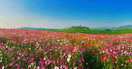 Wall Mural - landscape nature background of beautiful cosmos flower field