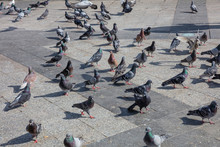 Many Pigeons Looking For Food In The City Center