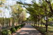 © sittichai - Blurred images public green trees lawn light nature abstract, in park background and summer season